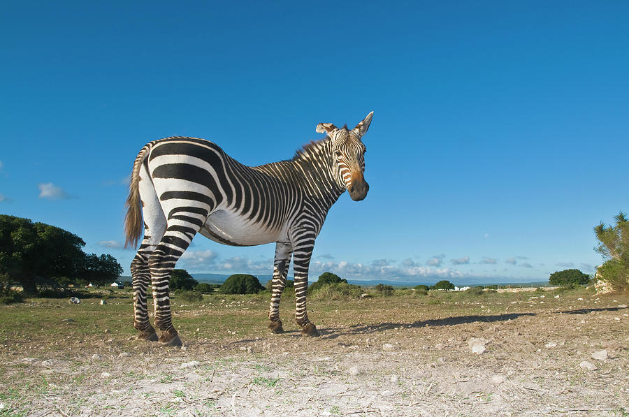 Cape Mountain Zebra Equus Zebra Zebra Photograph by Peter Chadwick