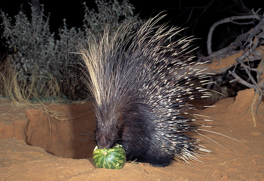 Cape Porcupine Eating         Hystrix Photograph by Nhpa