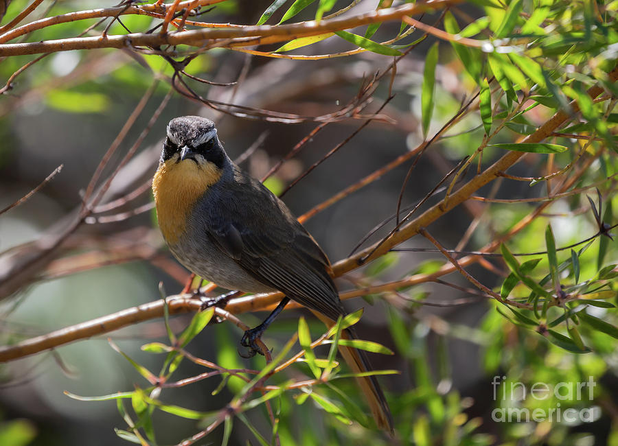 Wildlife Photograph - Cape Robin-Chat by Eva Lechner