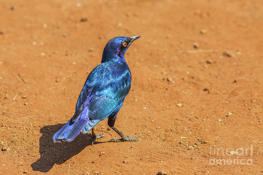 Cape starling bird Photograph by Benny Marty