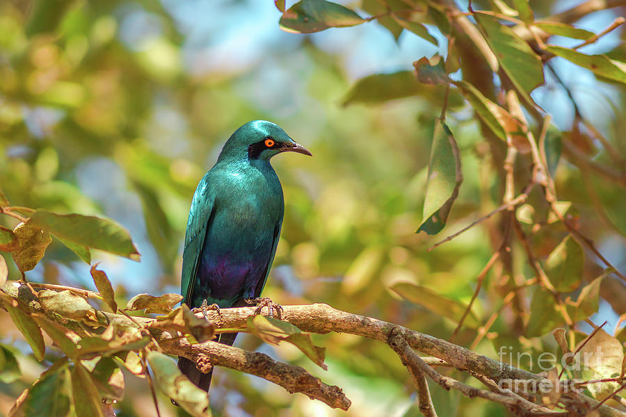 Cape starling in Kruger National Park Photograph by Benny Marty