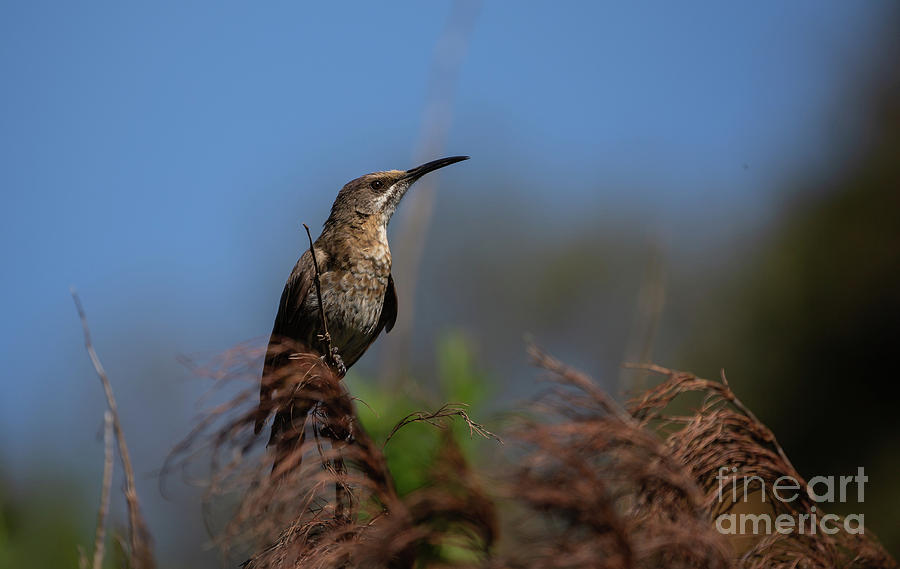 Cape Sugarbird Photograph by Eva Lechner
