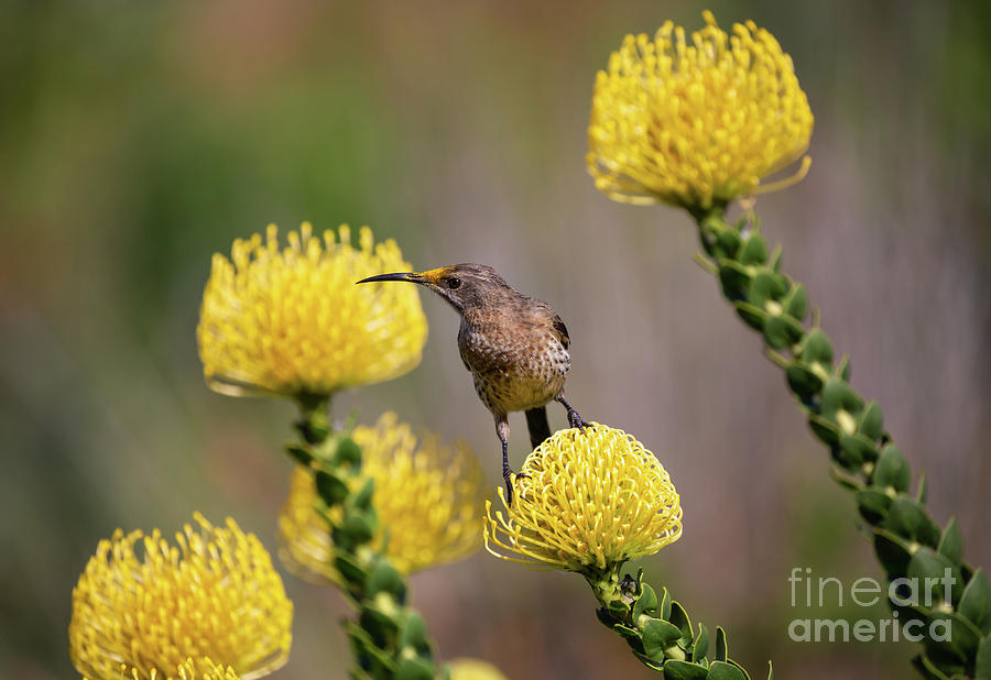 Cape Sugarbirds Love Proteas Photograph by Eva Lechner