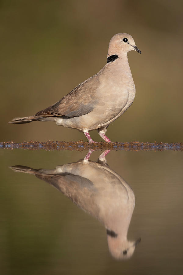 Cape Turtle Dove Felcted In Water, Zimanga Private Game Photograph by Ann & Steve Toon / Naturepl.com Cape Turtle Dove Felcted In Water, Zimanga Private Game Photograph by Ann & Steve Toon / Naturepl.com