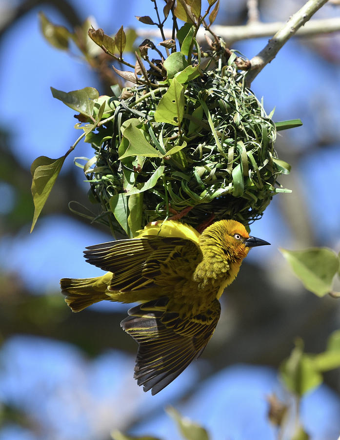 Cape Weaver and Nest Photograph by Ben Foster