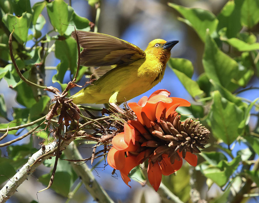 Cape Weaver Photograph by Ben Foster