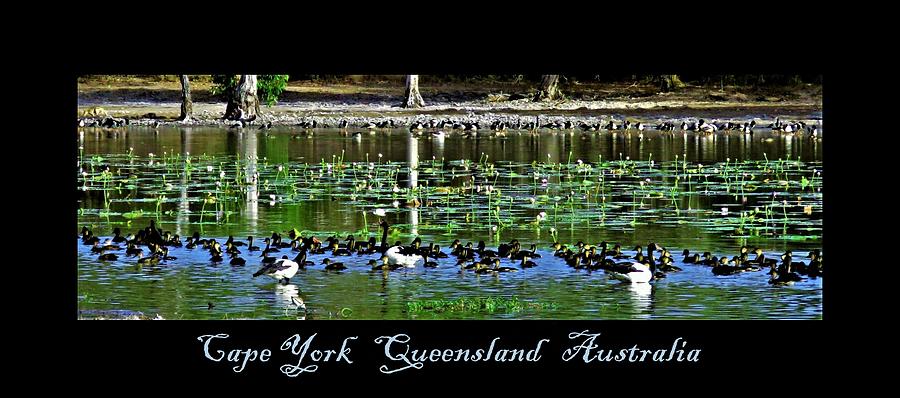 Cape York Queensland Australia Water Birds Billabong Postcard Photograph by Joan Stratton