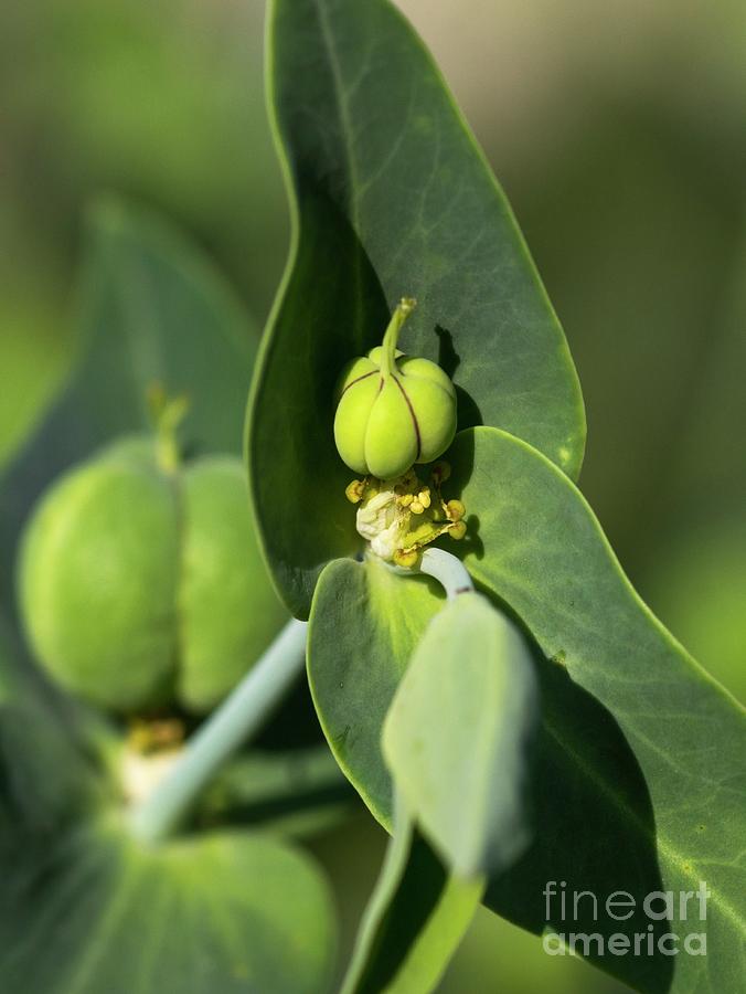 Caper Spurge (euphorbia Lathyris) Seed Pods by Brian Gadsby/science ...