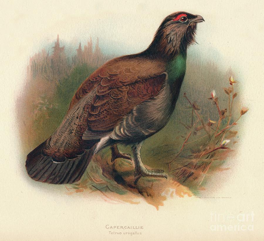 Capercaillie Tetrao Urogallus, 1900 Drawing by Print Collector