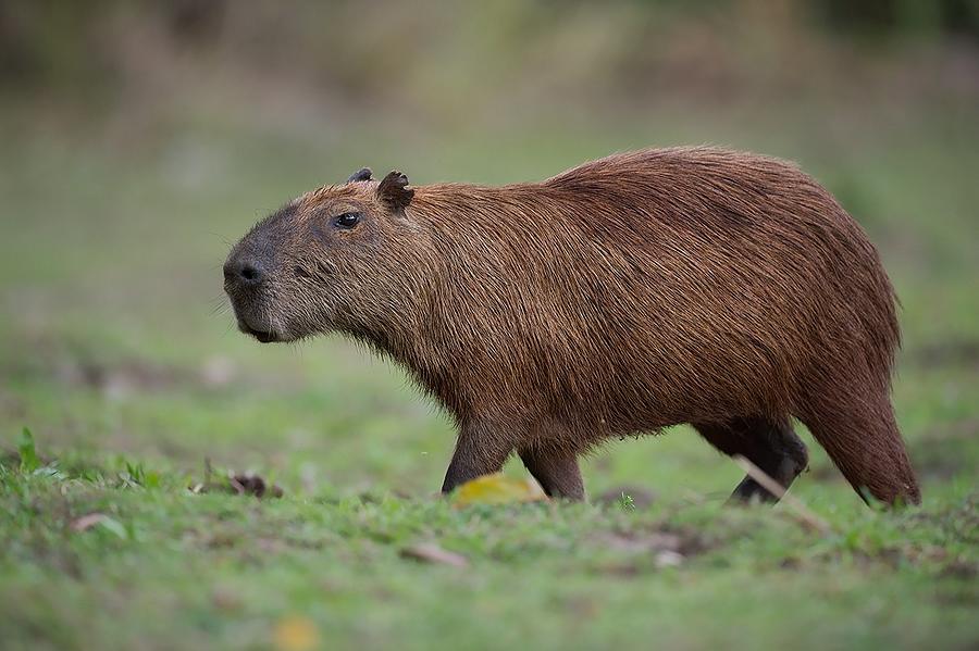 Nature Photograph - Capibara On The Way by Marco Pozzi