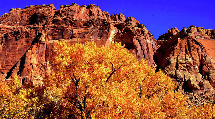 R Hobart Gewoon Capitol Reef Fall Colors with Cliffs Photograph by Brian Goodbar - Fine Art  America