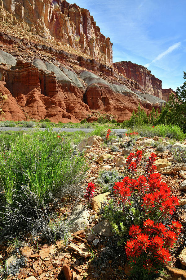 Capitol Reef NP Indian Paintbrush Photograph by Ray Mathis