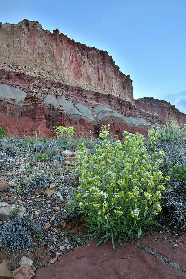 Capitol Reef Wildflowers Photograph by Ray Mathis