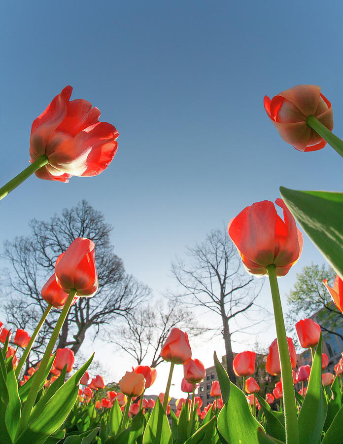 Capitol Tulip Tops Photograph by Todd Klassy