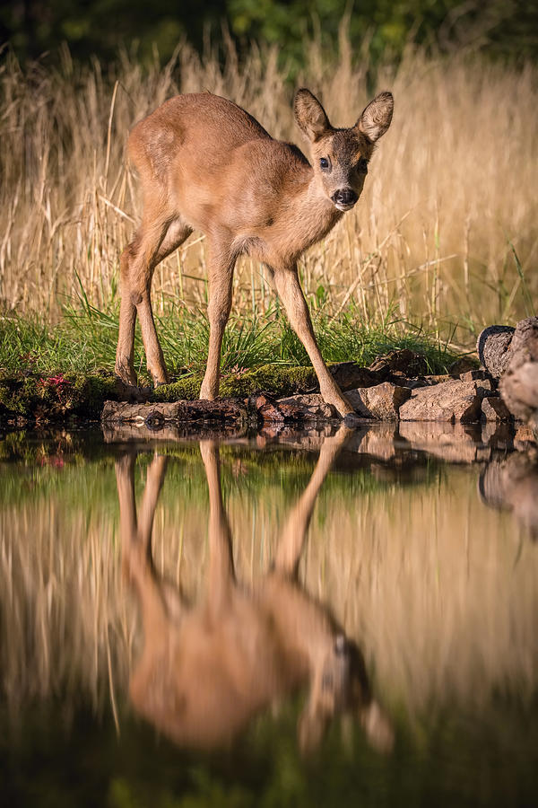 Deer Photograph - Capreolus Capreolus, Roe Deer by Petr Simon
