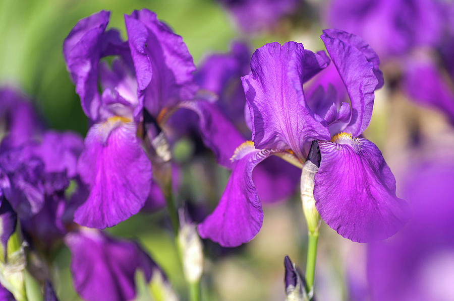 Caprice 1. The Beauty Of Irises Photograph by Jenny Rainbow
