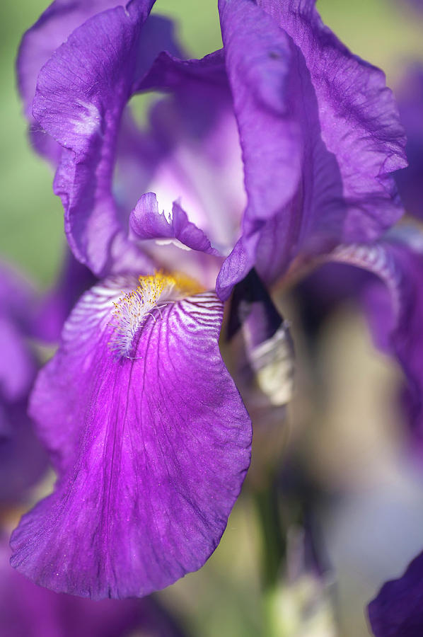 Caprice Closeup.  The Beauty Of Irises Photograph by Jenny Rainbow