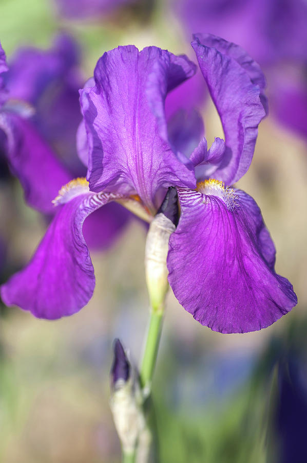 Caprice. The Beauty Of Irises Photograph by Jenny Rainbow