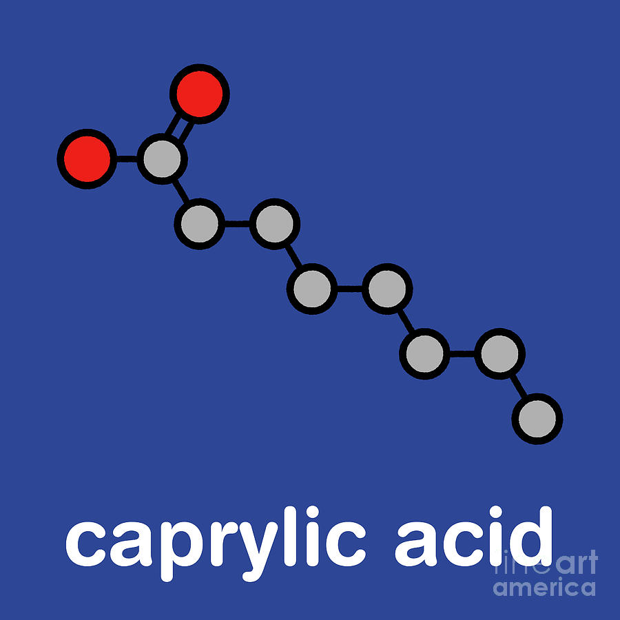 Caprylic Acid Molecule by Molekuul/science Photo Library
