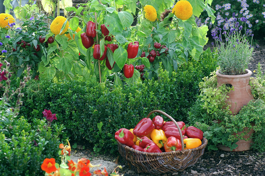 Capsicum paprika Behind Buxus box And In The Wicker Basket Photograph by Friedrich Strauss
