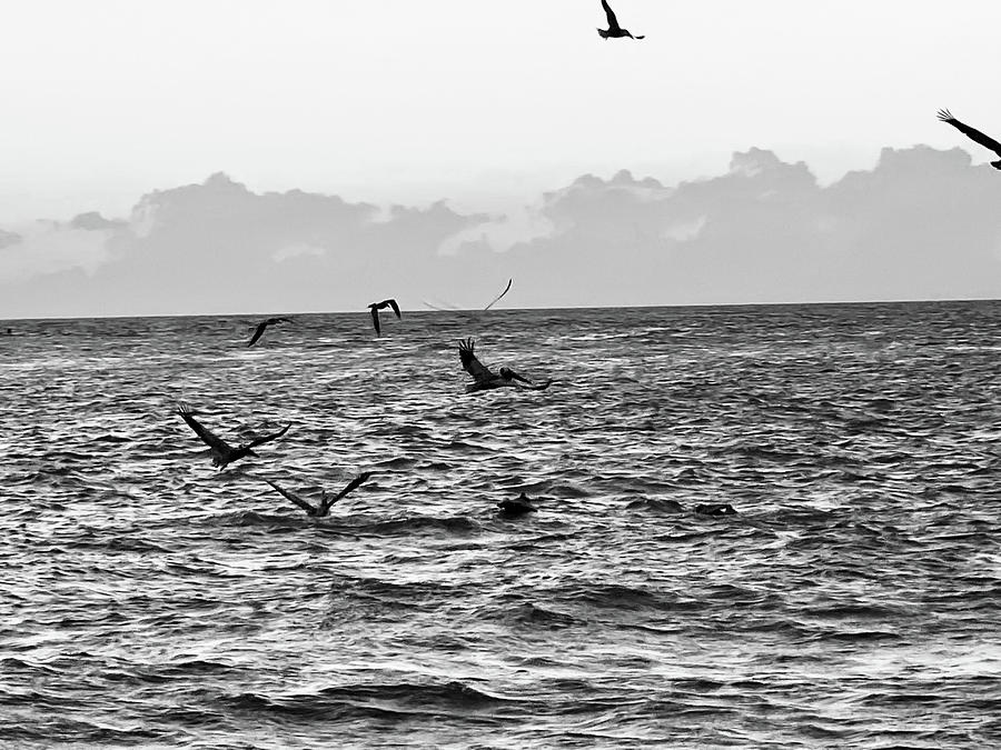 Captiva Island Sunset Seabirds Feasting Noir Black and White  Photograph by Shelly Tschupp