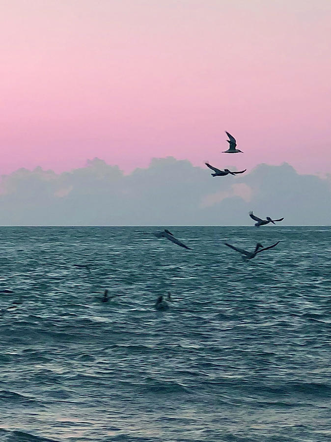 Captiva Island Sunset Seagulls Feast 3 Photograph by Shelly Tschupp