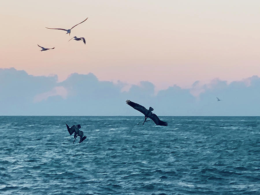 Captiva Island Sunset Seagulls Feast 4 Photograph by Shelly Tschupp