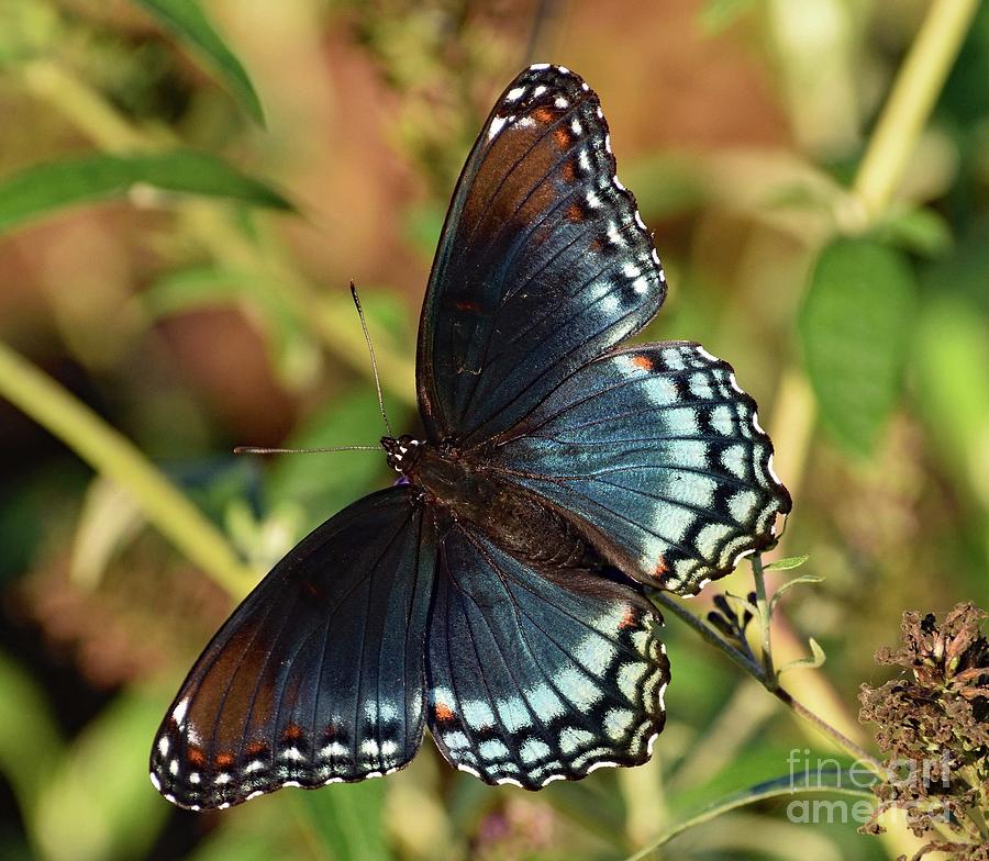 Captivating Red-spotted Purple Photograph by Cindy Treger - Fine Art ...