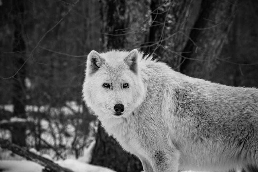 Powerful Stare Photograph by Rose Guinther - Fine Art America