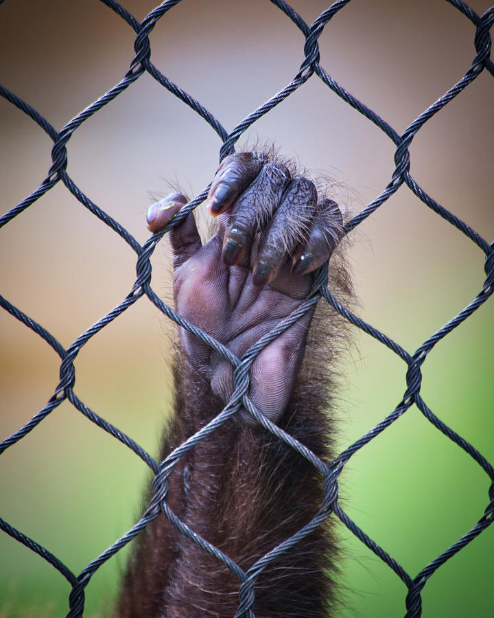 Captivity Photograph by Lauri Novak