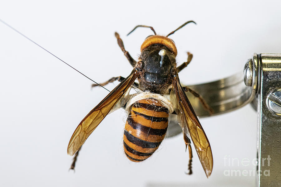 Captured Asian Giant Hornet Photograph by Lance Cheung/us Department Of Agriculture/science Photo  Library