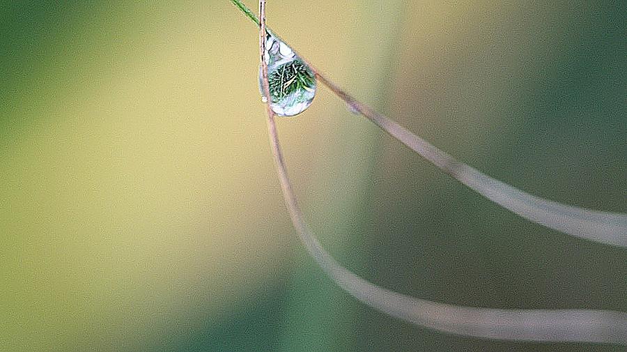 Captured Dew Drop Photograph by Tina M Daniels   Whiskey Birch Studios