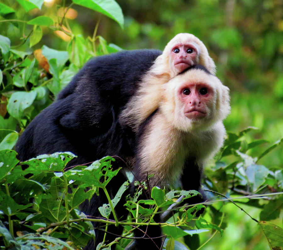 Capuchin Photograph by Linda Arany - Fine Art America