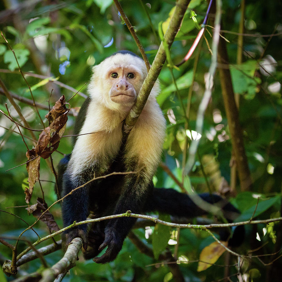 Jungle Photograph - Capuchin monkey by Alexey Stiop