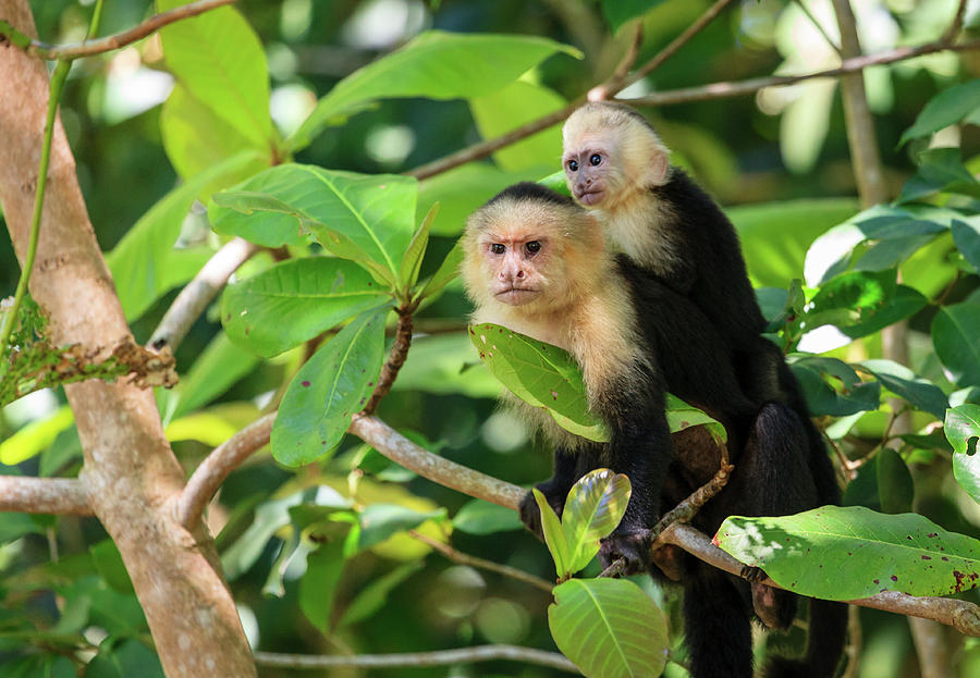 Capuchin Monkey With Baby Photograph