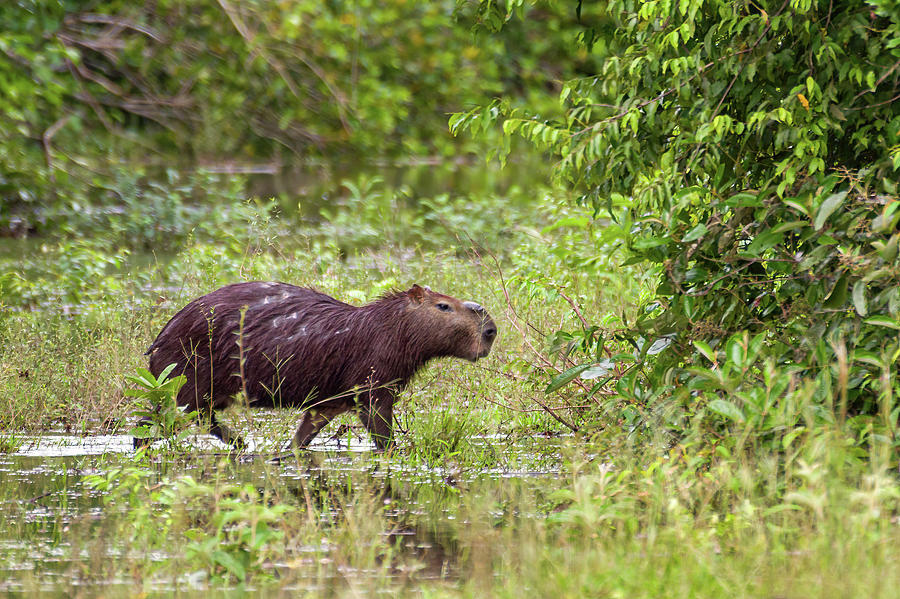 Capybara Chiguiro Hato Barley Tauramena Casanare Colombia Photograph by Adam Rainoff