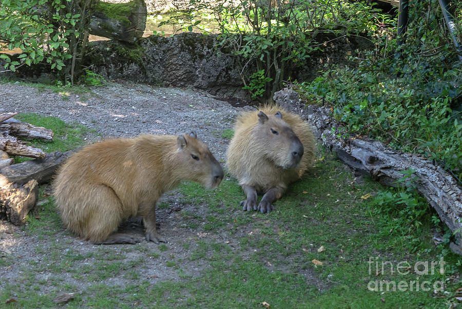 Capybara