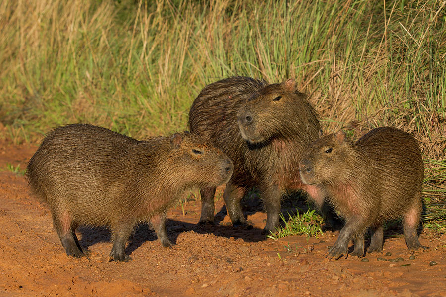 Capybara Father And Juveniles Photograph by Sebastian Kennerknecht