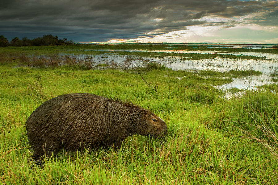 Capybara Grazing In Marsh Photograph by Sebastian Kennerknecht