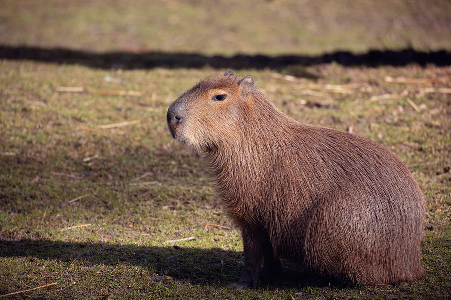 Capybara, Hydrochoerus hydrochaeris Photograph by Artush Foto - Fine ...