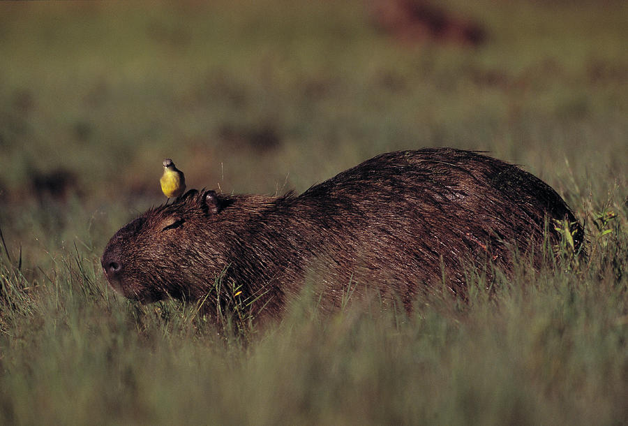 Capybara Hydrochoerus Hydrochaeris Photograph by Nhpa