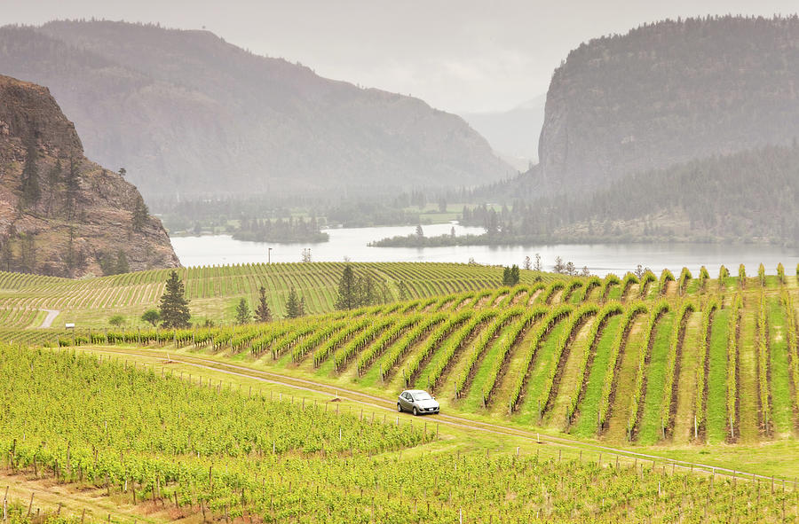 Car Driving Through Rolling Vinyards Photograph by Imaginegolf