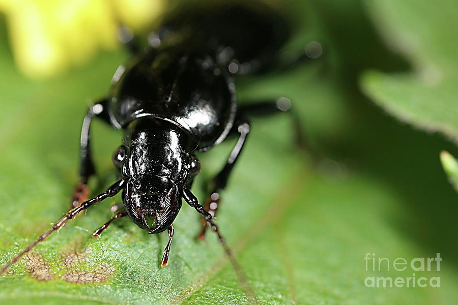 Carabid Beetle Feeding Photograph by Jonathan Lundgren/us Department Of ...