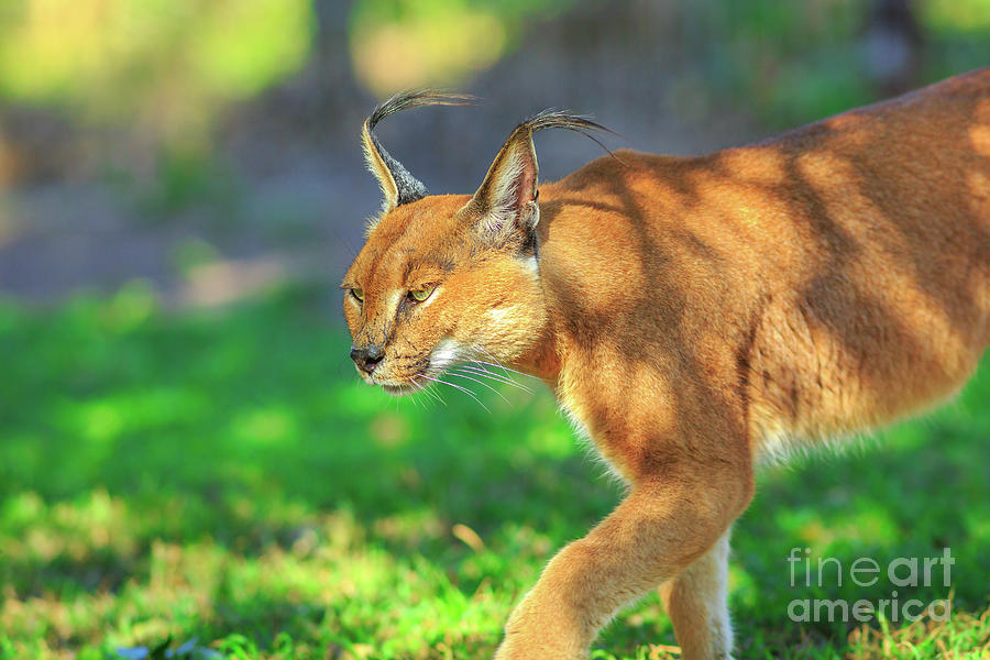 Caracal African Lynx Photograph by Benny Marty