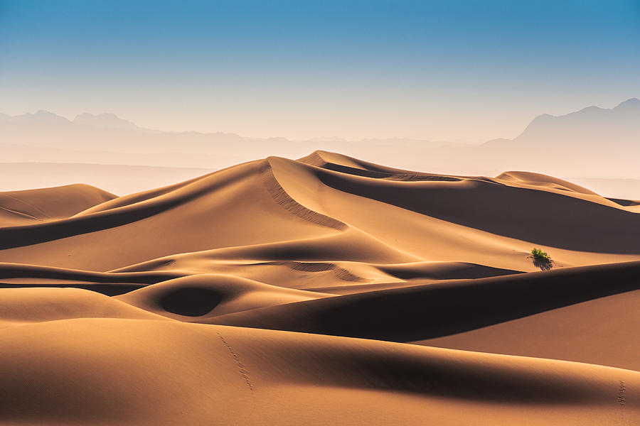 Caracal Desert Photograph by Hamed Qane