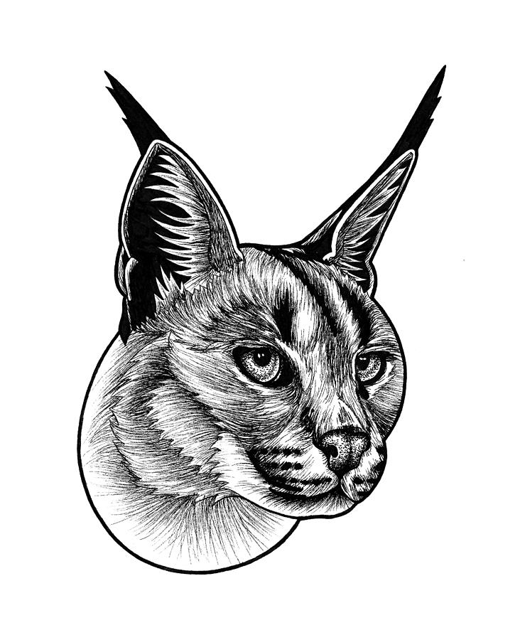 Caracal small wild cat Drawing by Loren Dowding