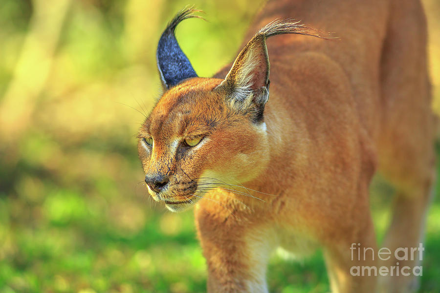 Caracal South Africa Photograph by Benny Marty