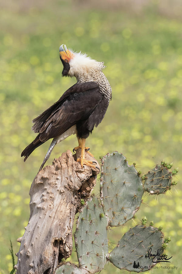 Caracara Head Throw by David Cutts Caracara Head Throw by David Cutts