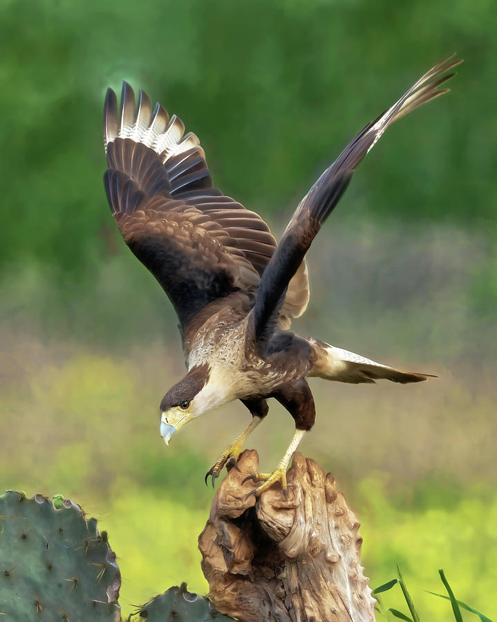 Caracara Landing by Scott Bourne Caracara Landing by Scott Bourne