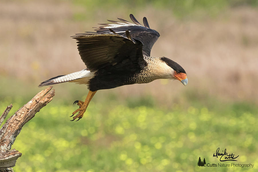Caracara Taking Off by David Cutts Caracara Taking Off by David Cutts